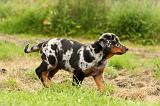 BEAUCERON - PUPPIES 251